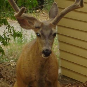 Meet your Posher, Nancy